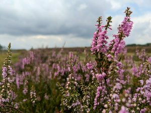 Heather in bloom just changes this place.