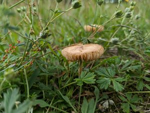 Somehow this mushroom looks delicious! 🍄‍🟫