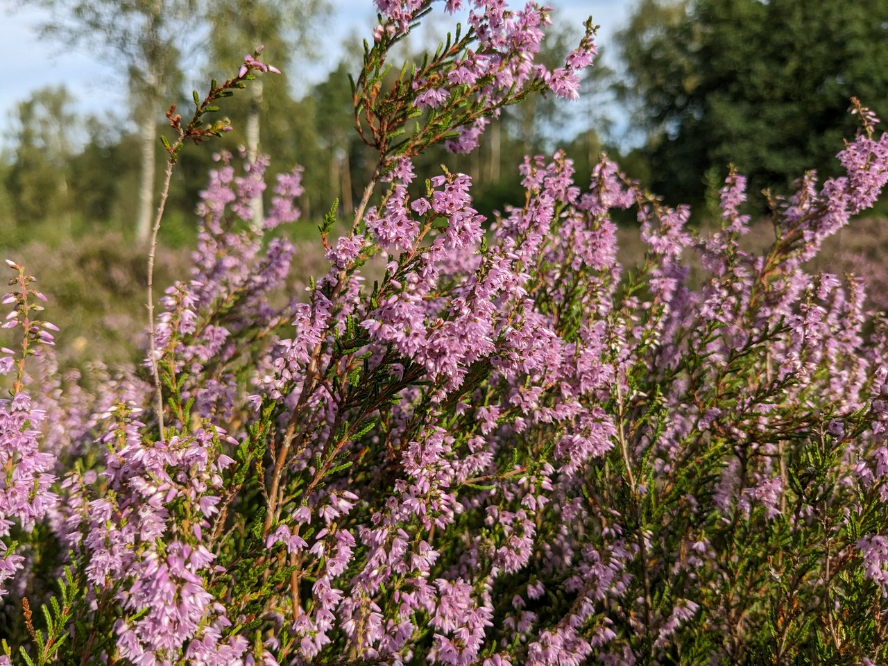 "Calluna vulgaris, common heather, ling, or simply heather"