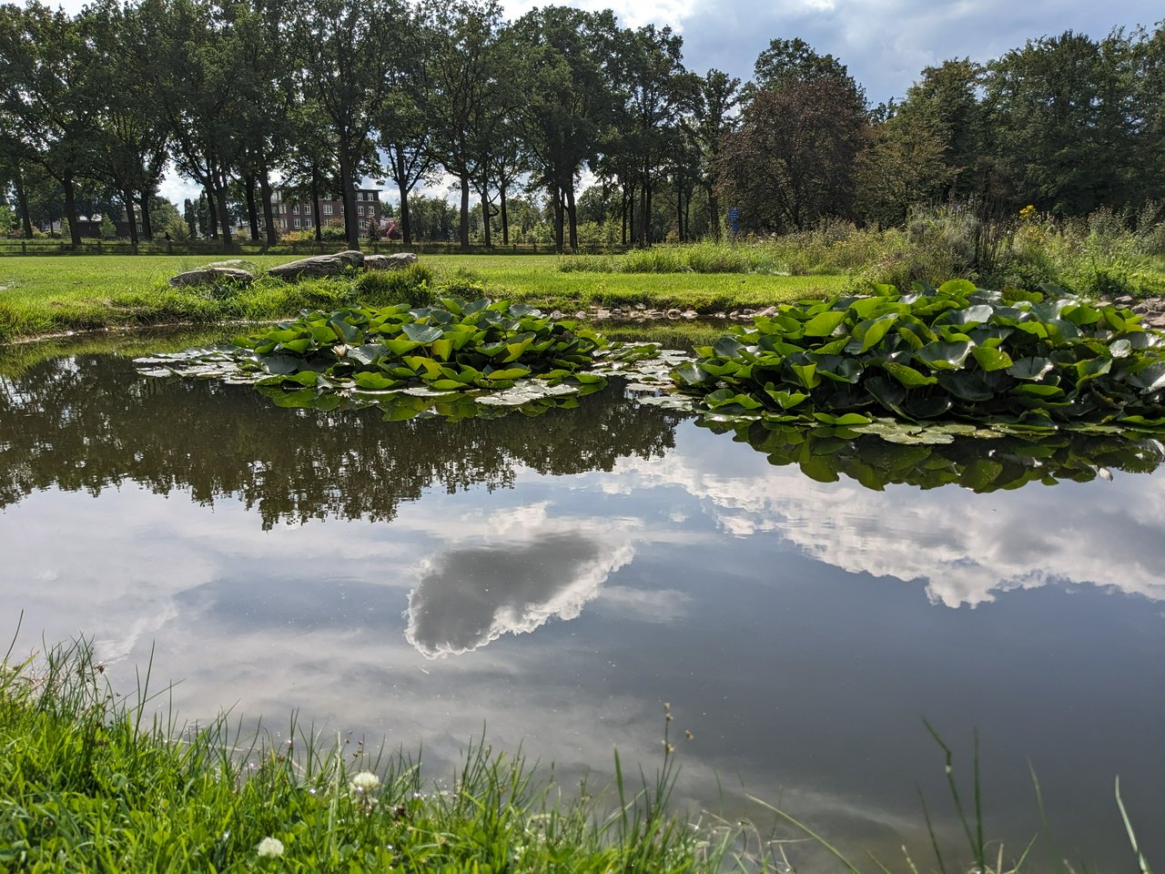 Lilly-filled pond at Huis Kernhem