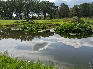 Lilly-filled pond at Huis Kernhem