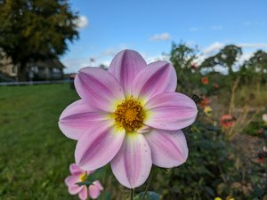 A pink flower.. can you spot the bee-like fly? 🐝