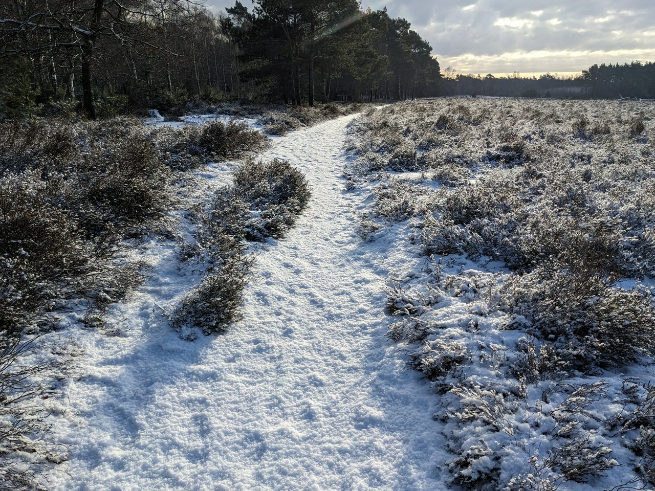 Snow covered heathland at Ginkelse Heide