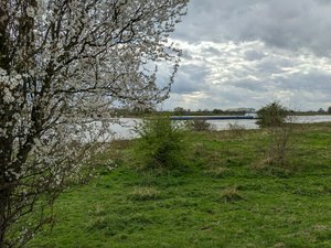 A rhine barge, cherry blossom, "uiterwaarde" (piece of land used to deal with high water) and a cloudy sky. Welcome to the Betuwe!