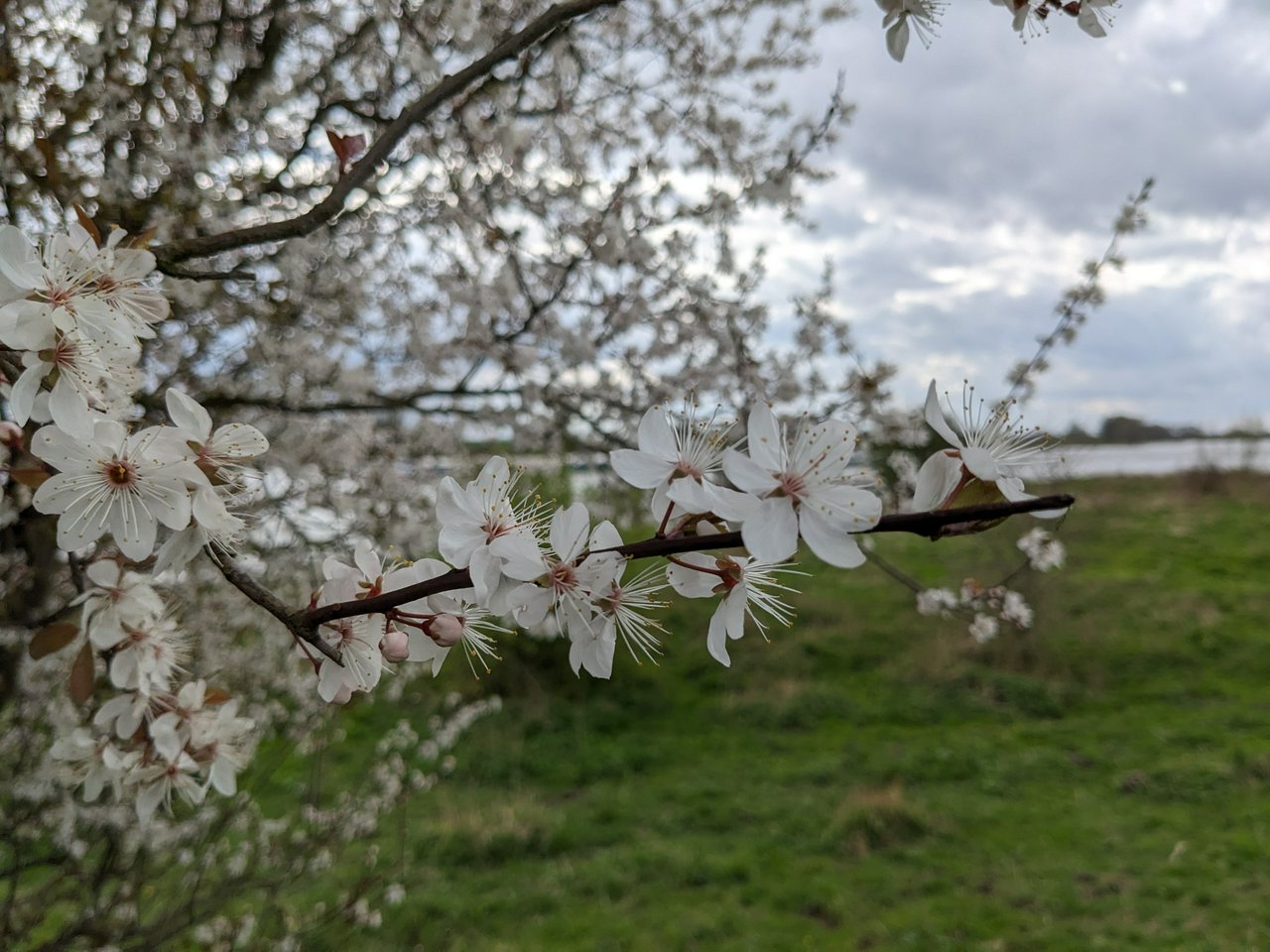 Close up of the previous cherry blossom