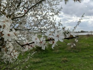 Close up of the previous cherry blossom