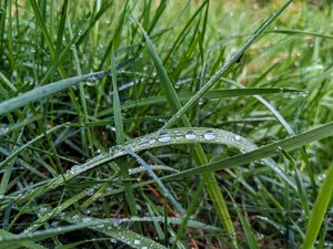 Dew droplets on a blade of grass.