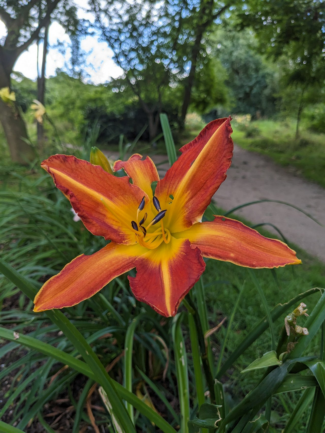 Orange red flower