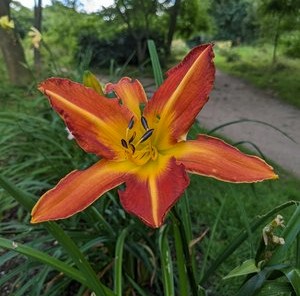 Orange red flower