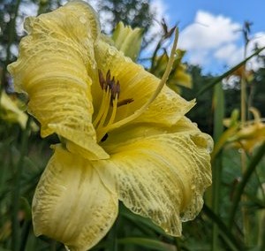 Yellow flower, unknown..