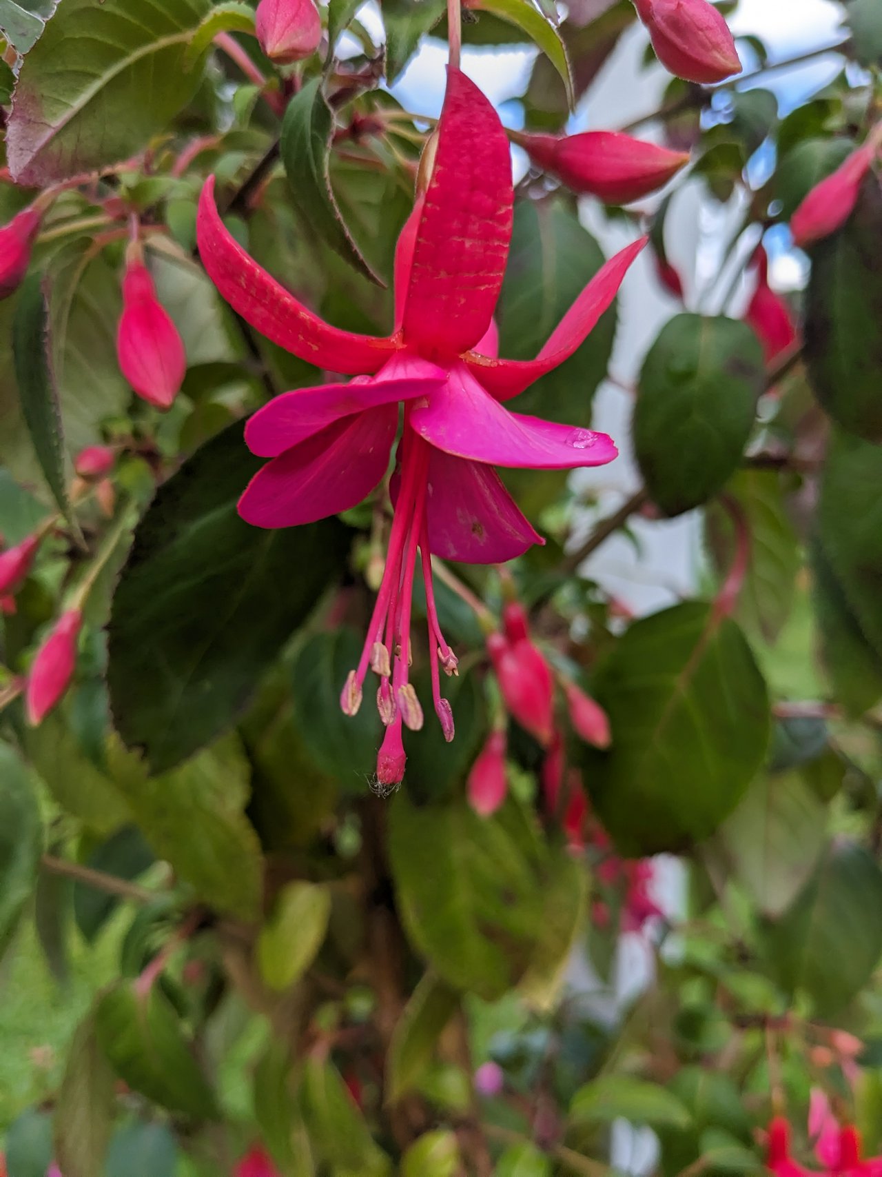 Red fuchsia