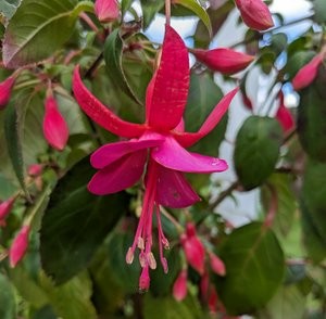 Red fuchsia