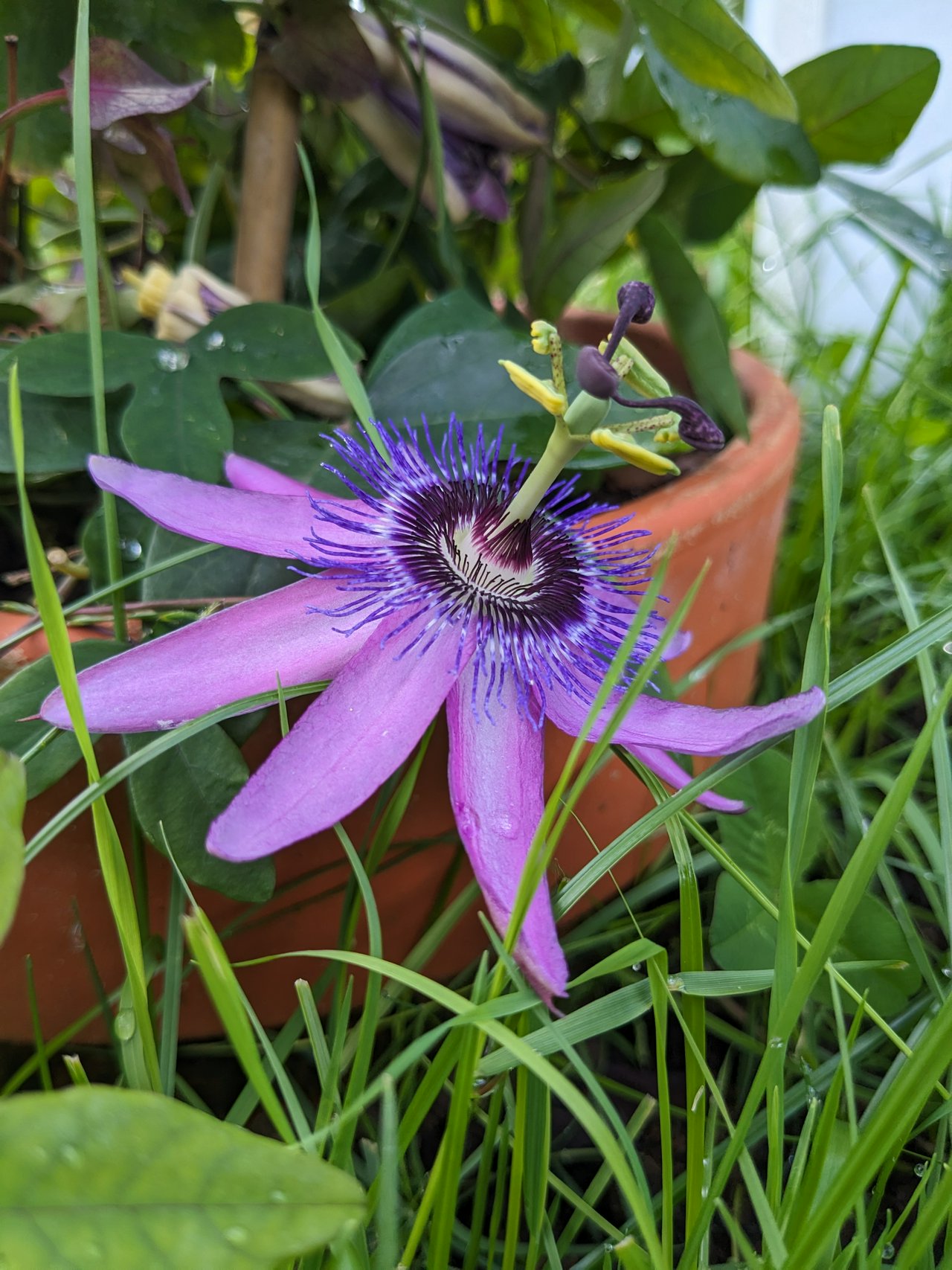 Purple flower with very interesting style and stigma.