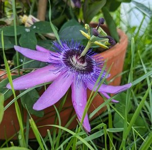 Purple flower with very interesting style and stigma.