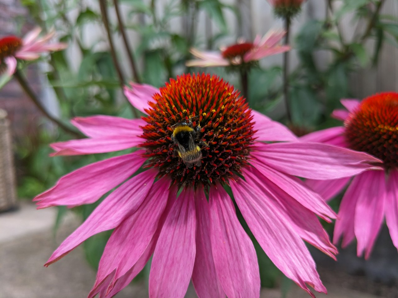 A bumblebee on a Echinacea (coneflower). Snackin' 🐝