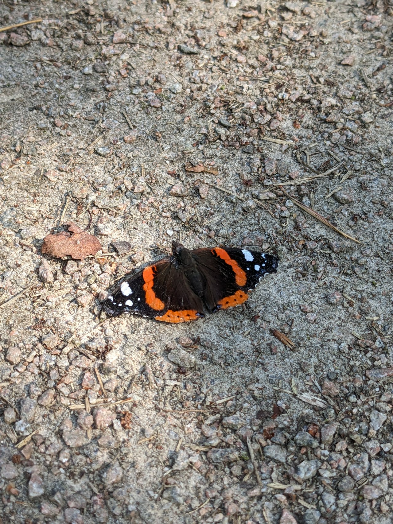 Vanessa Atalanta butterfly resting on a path 🦋