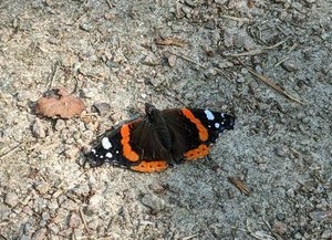 Vanessa Atalanta butterfly resting on a path 🦋