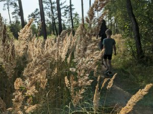 Not sure what type of grass this is, but it sticks out like a sore thumb in the forest. The golden sunrays light 'em up like wheat.