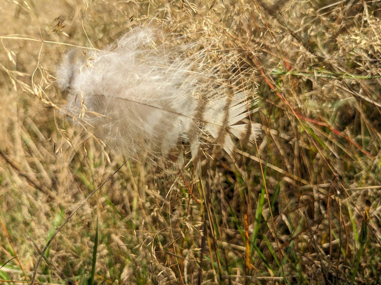 A fluffy feather resting in the grass.