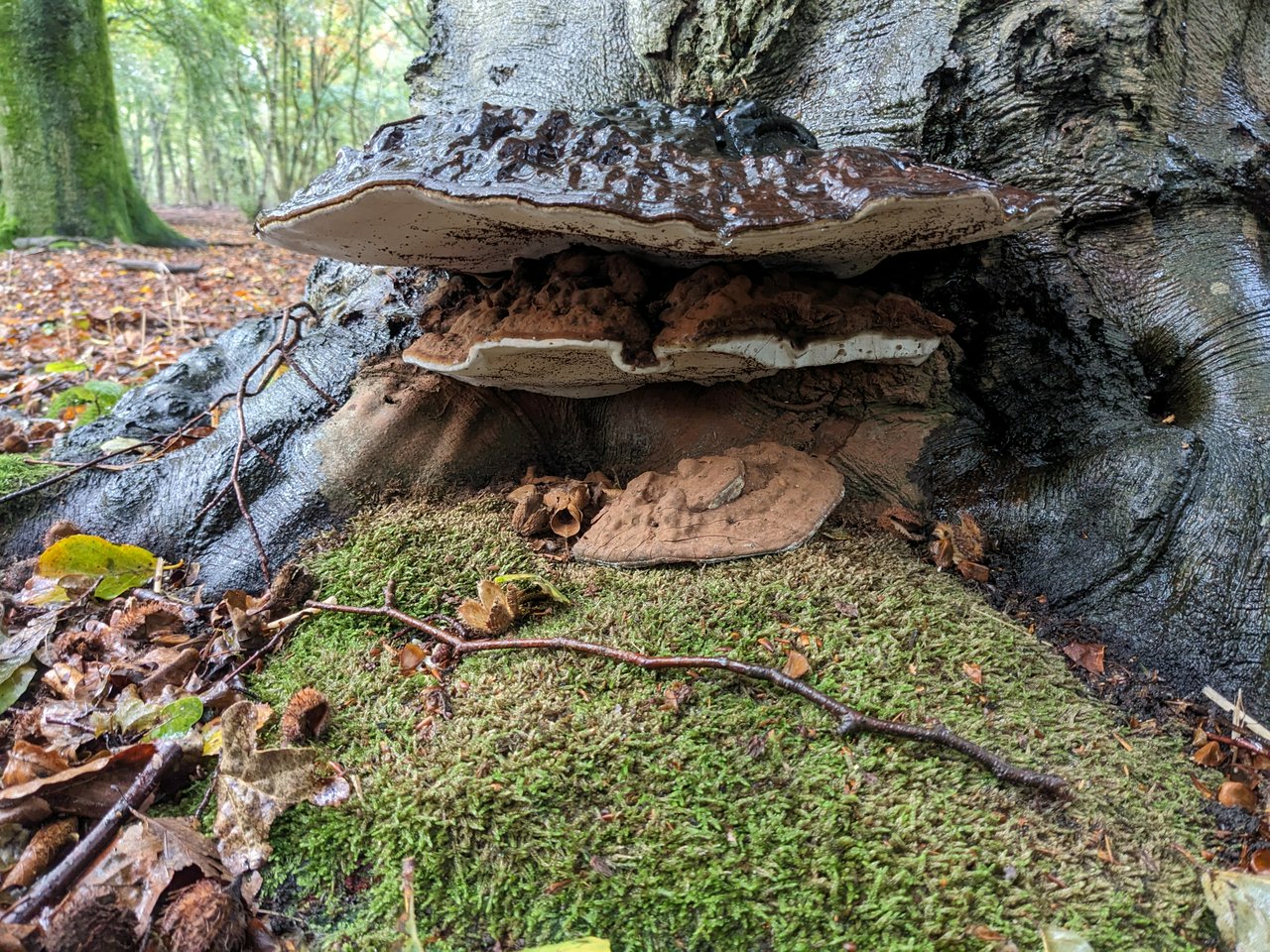 The three mushrooms. I like this one a lot, because the top big one has kept the rest dry and you can clearly see all of the spores. Like a bunch of cinnamon! 😂