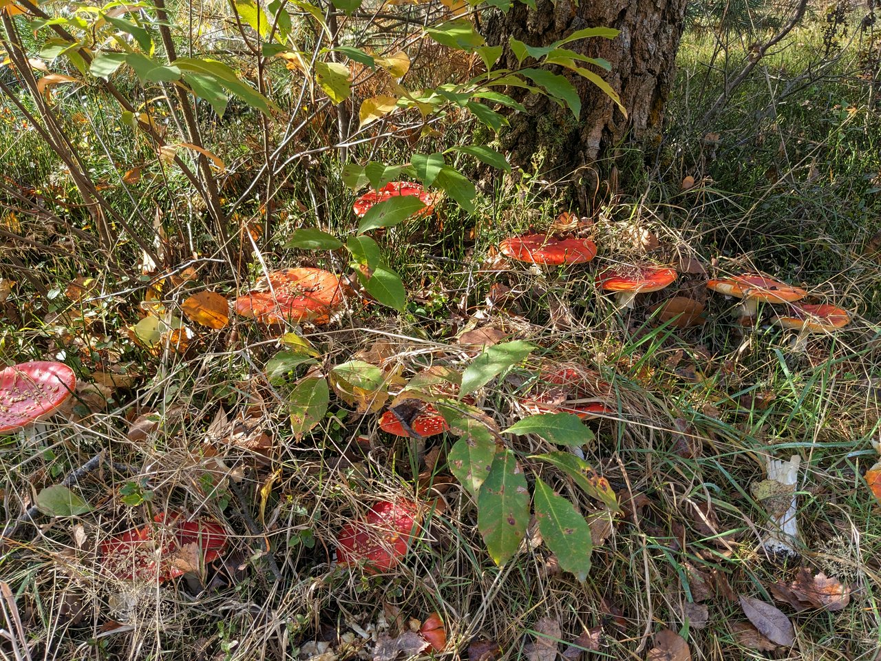 A bunch of mushrooms spread out around the base of a tree, like a fairy village. 🧚‍♀️