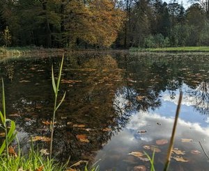 Forest pond in autumn. Mix of clouds and blue skies. Everything reflected in the water, leaves floating.. 🍂🍃