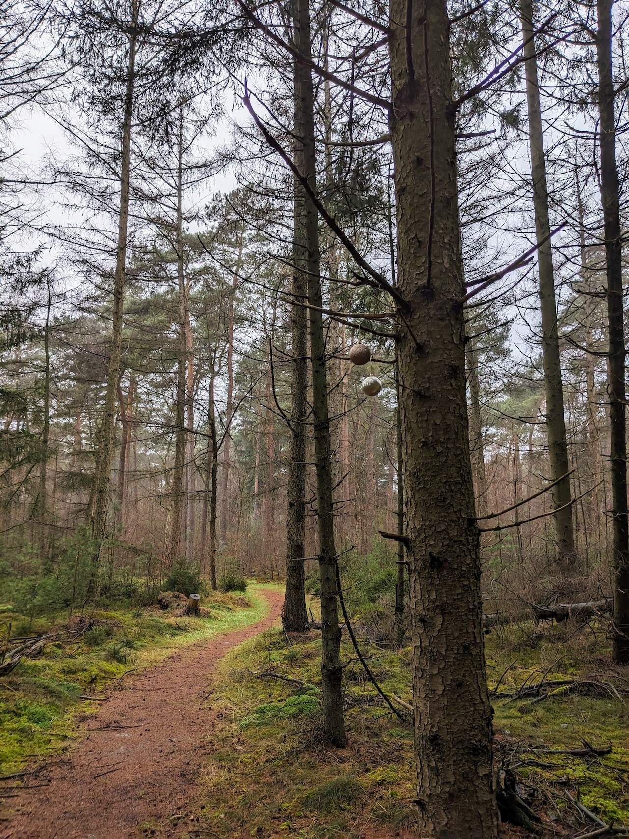 Christmas balls in the forest