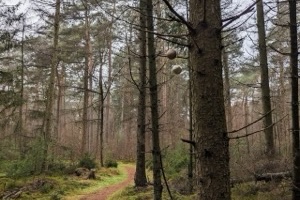 Christmas balls in the forest