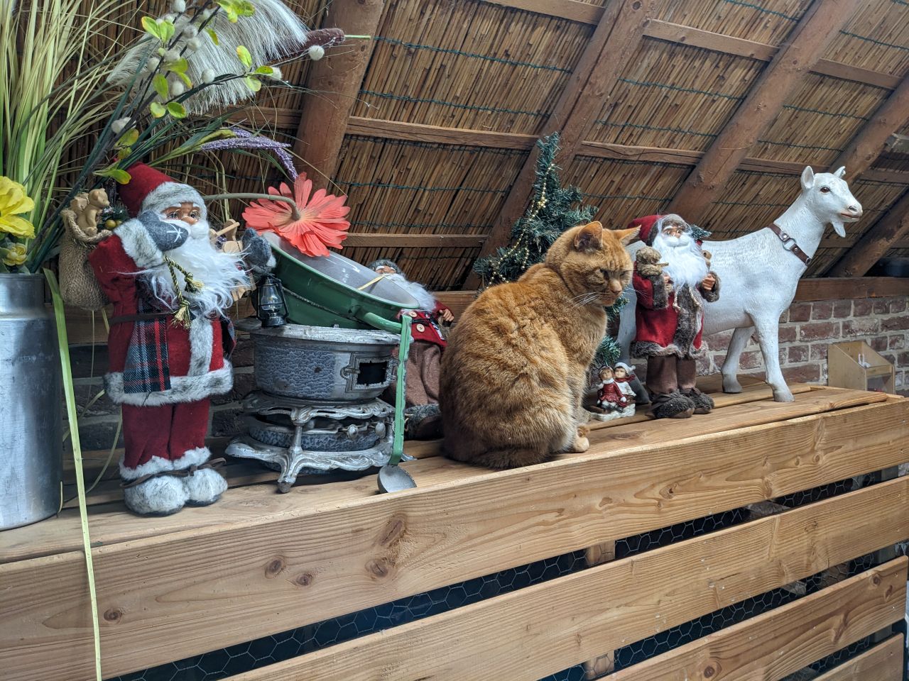 Orange/brown cat sitting in between Christmas ornaments