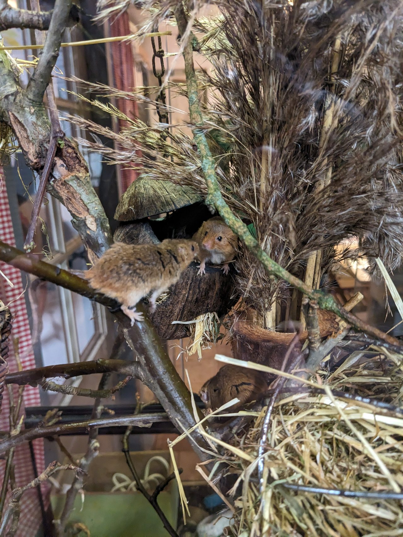 Two brown mice greeting eachother! 🐭