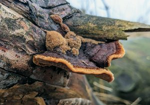 Brown fungi with an orange rim, and what looks like another species growing on top.