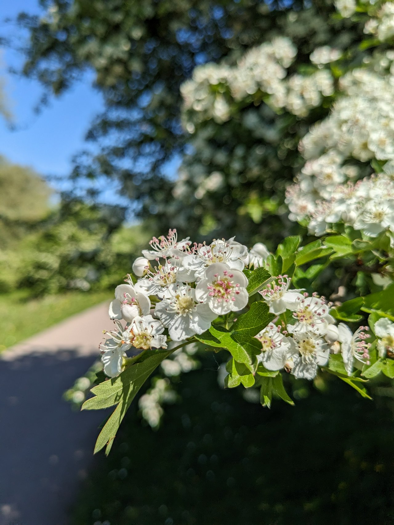 Some kind of Crataegus (hawthorn) in the Arnhemse Uiterwaarde.