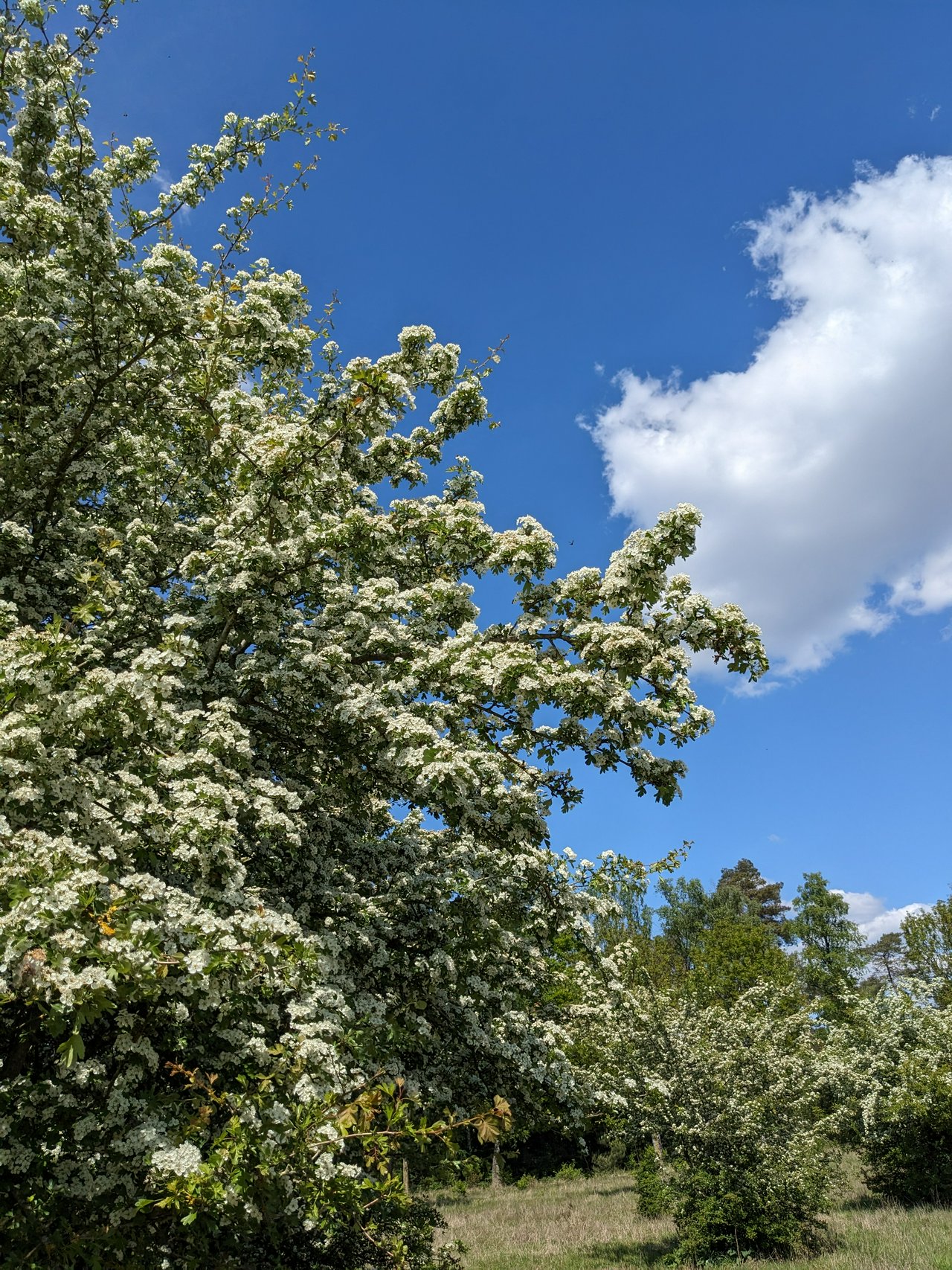 Spring and clouds, great combo