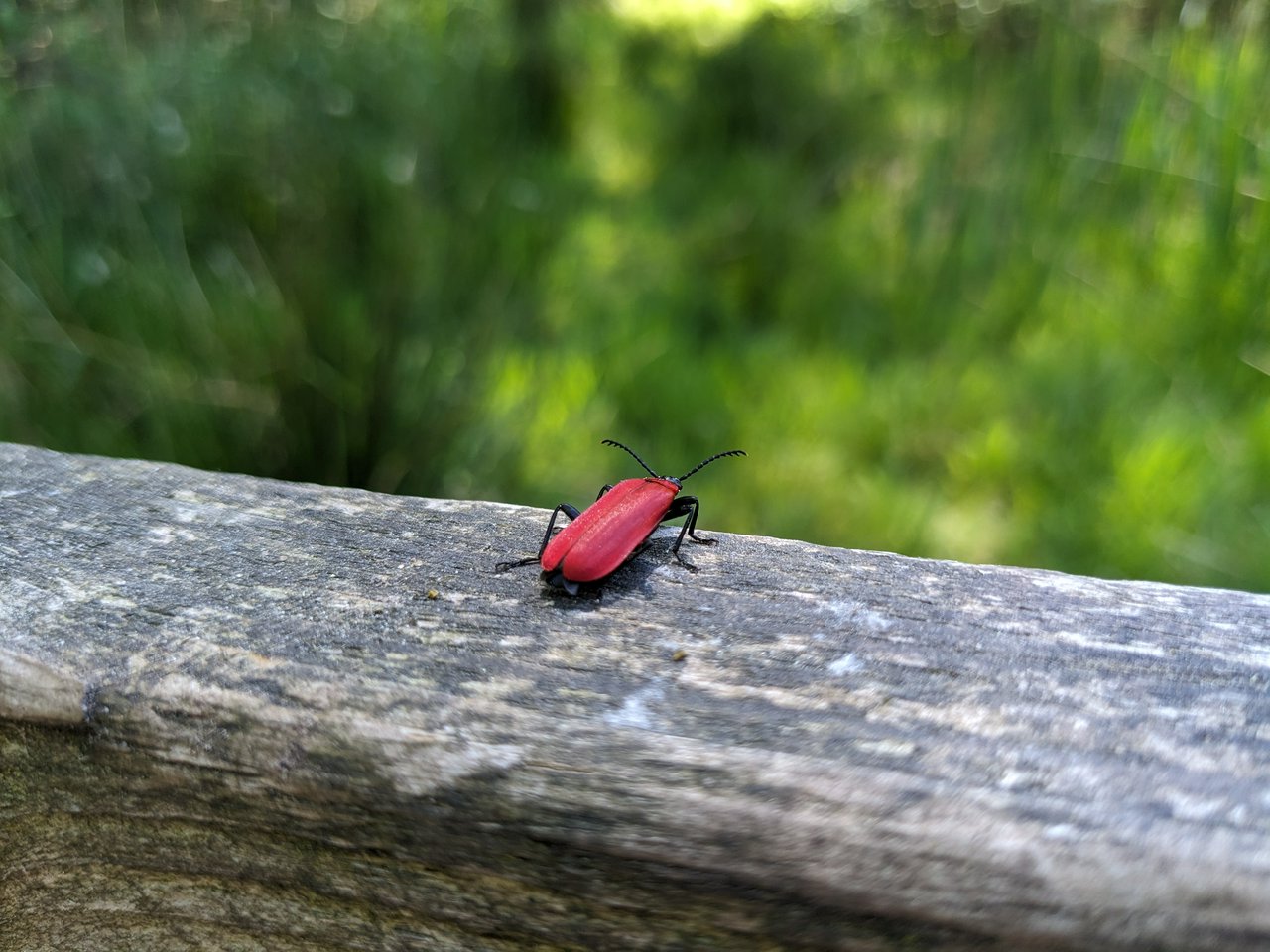 Bright red bug, probably a female Stictoleptura Rubra. In Dutch that would be a Rode Boktor.