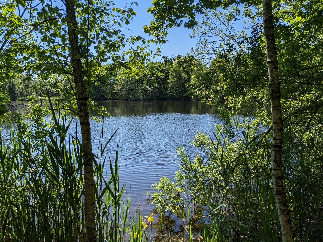 Little lake in the woods