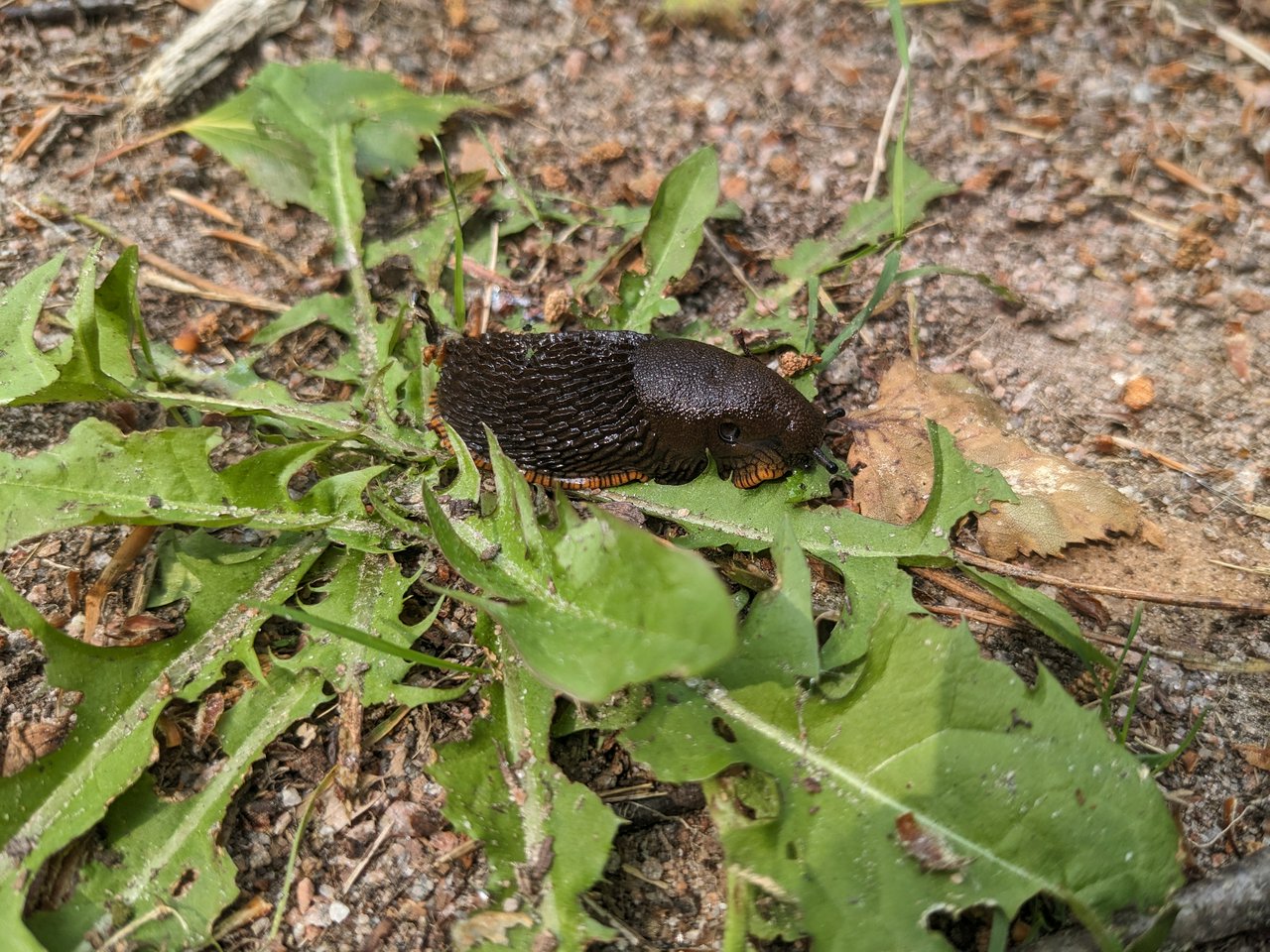 Roundback slug (Arionidae).. I think.. 🐌