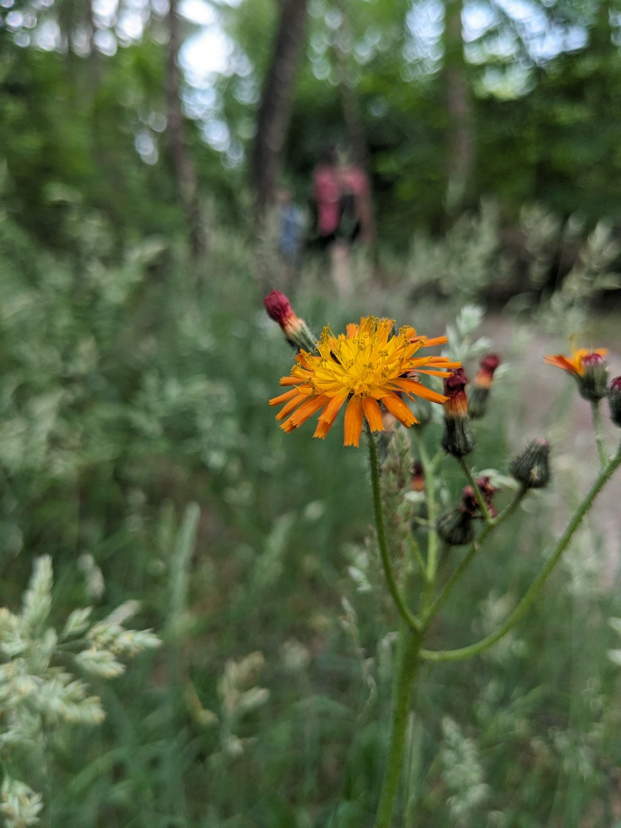 Insides of this flower look like velcro