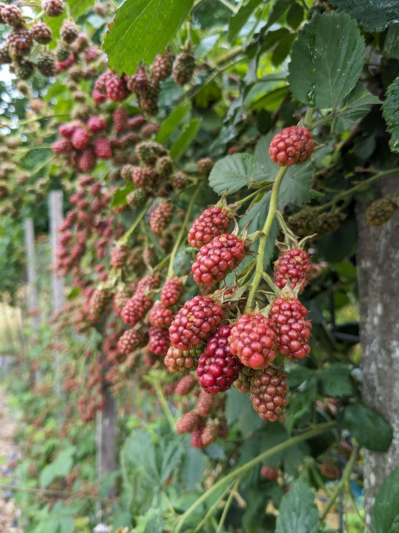 Unripe blackberries