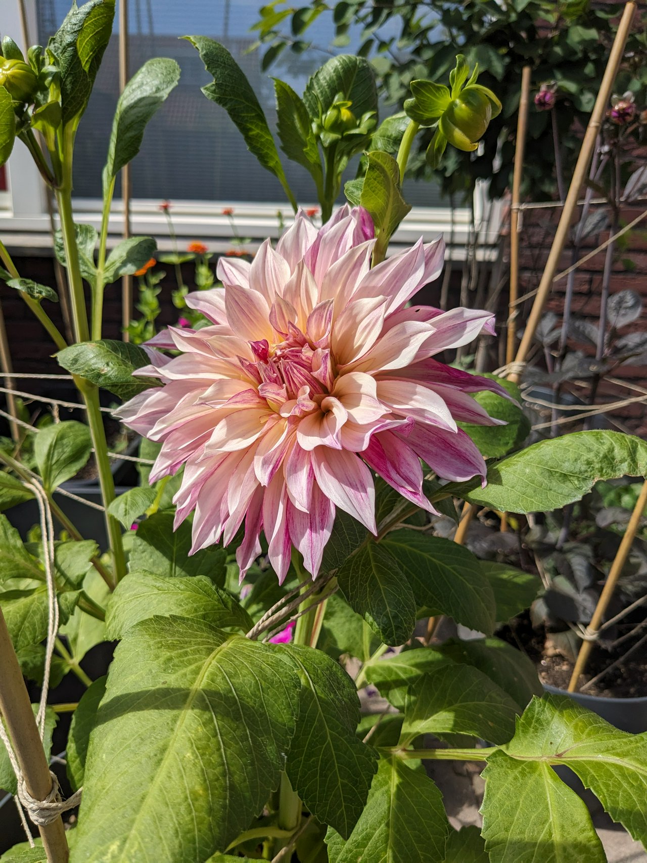 Lovely pink flower blooming