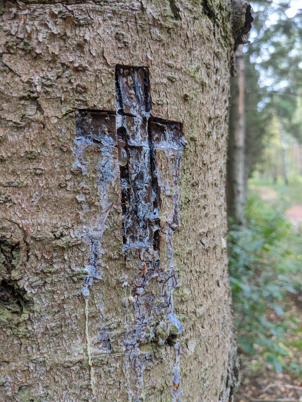 Someone carved a cross in a tree.. slime flux is making it looks even more metal.