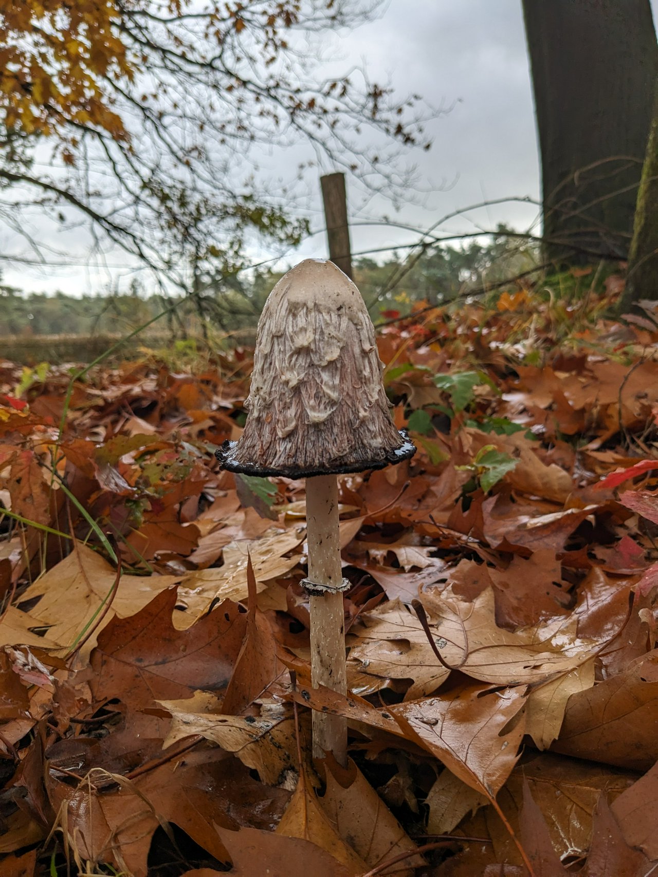 Mushroom