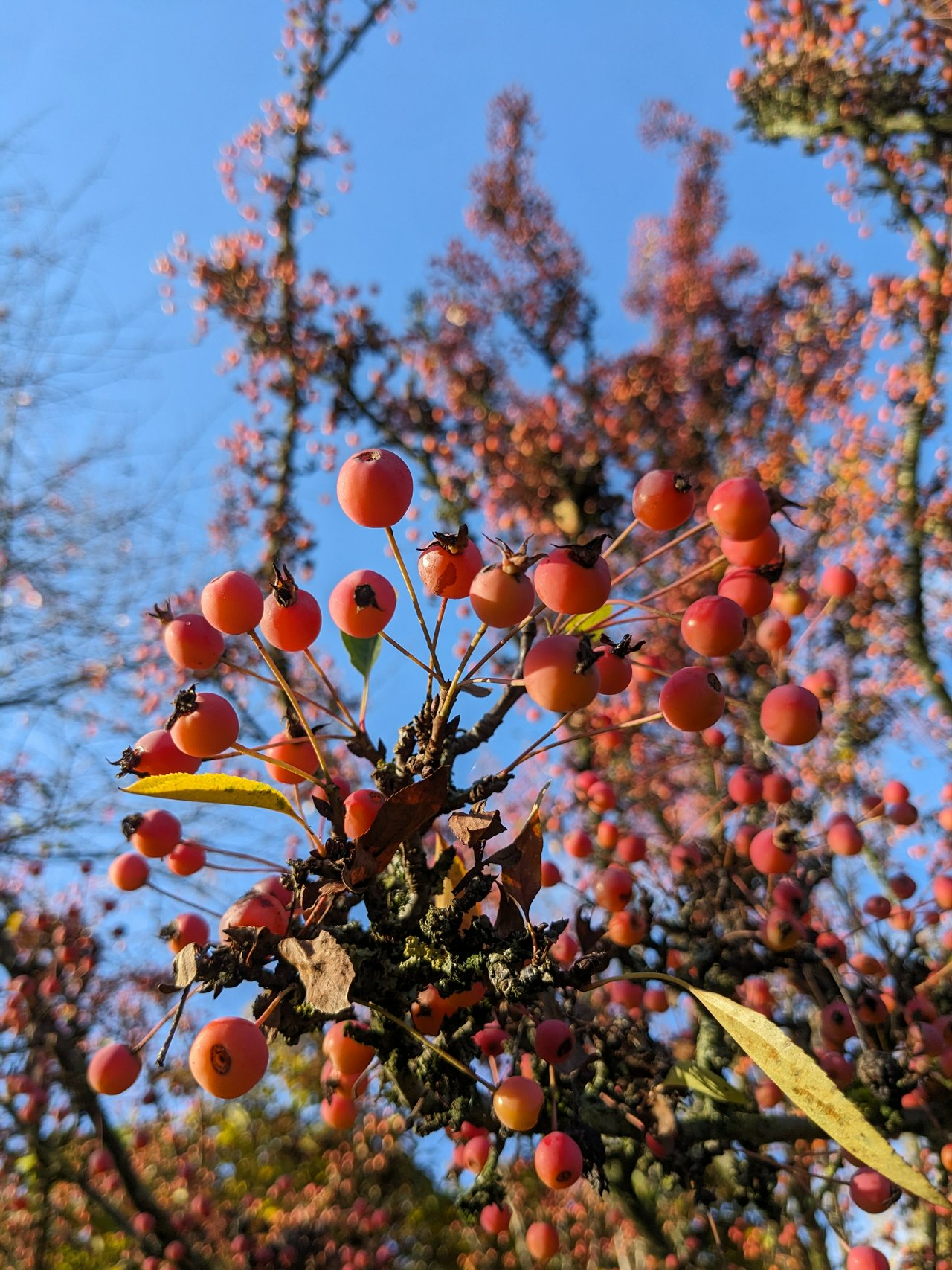 Some kind of 'Malus' (Malus Evereste?), a little decorative apple tree 