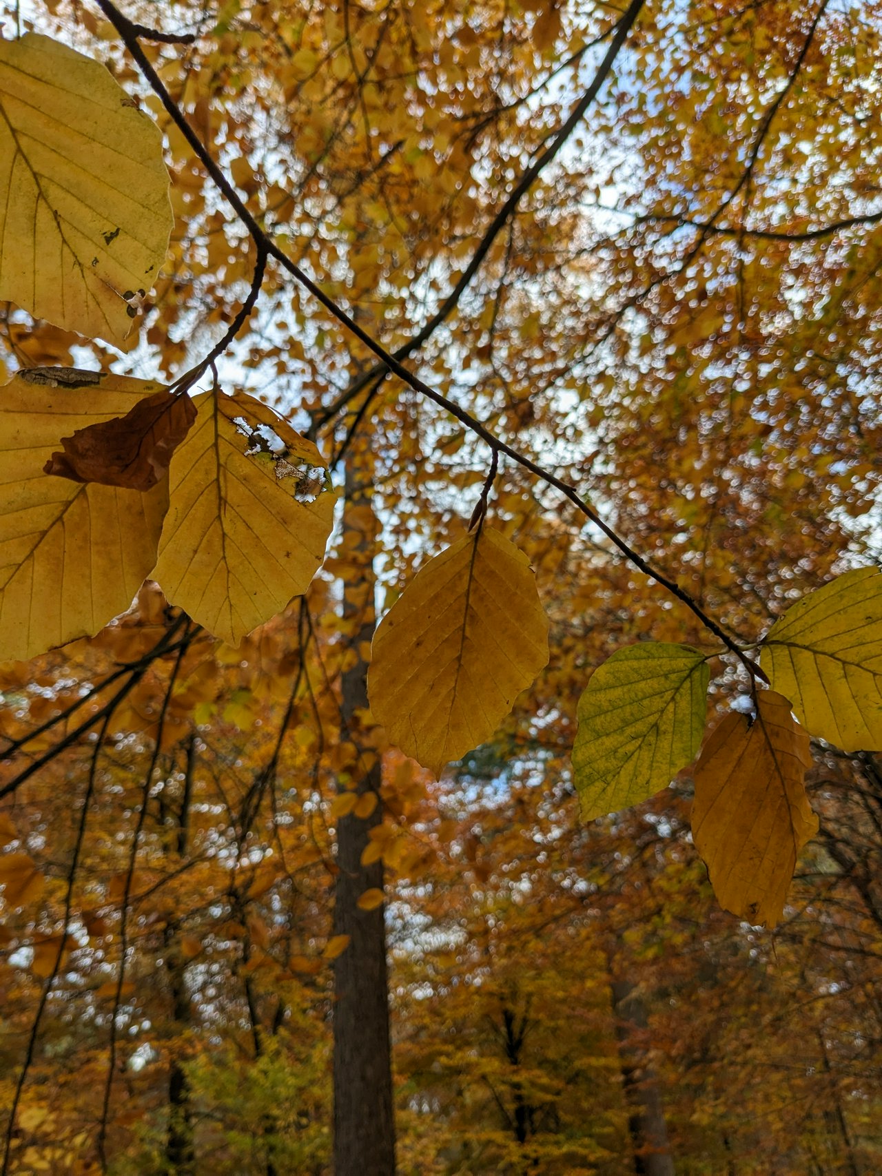 Autumn π