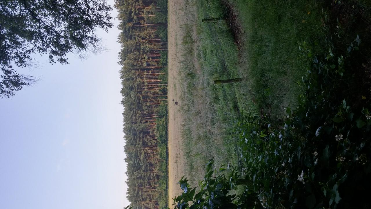 A couple of wild boars and piglets foraging for food in a semi-closed off area