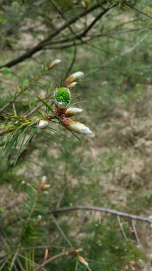 A pine tree to be