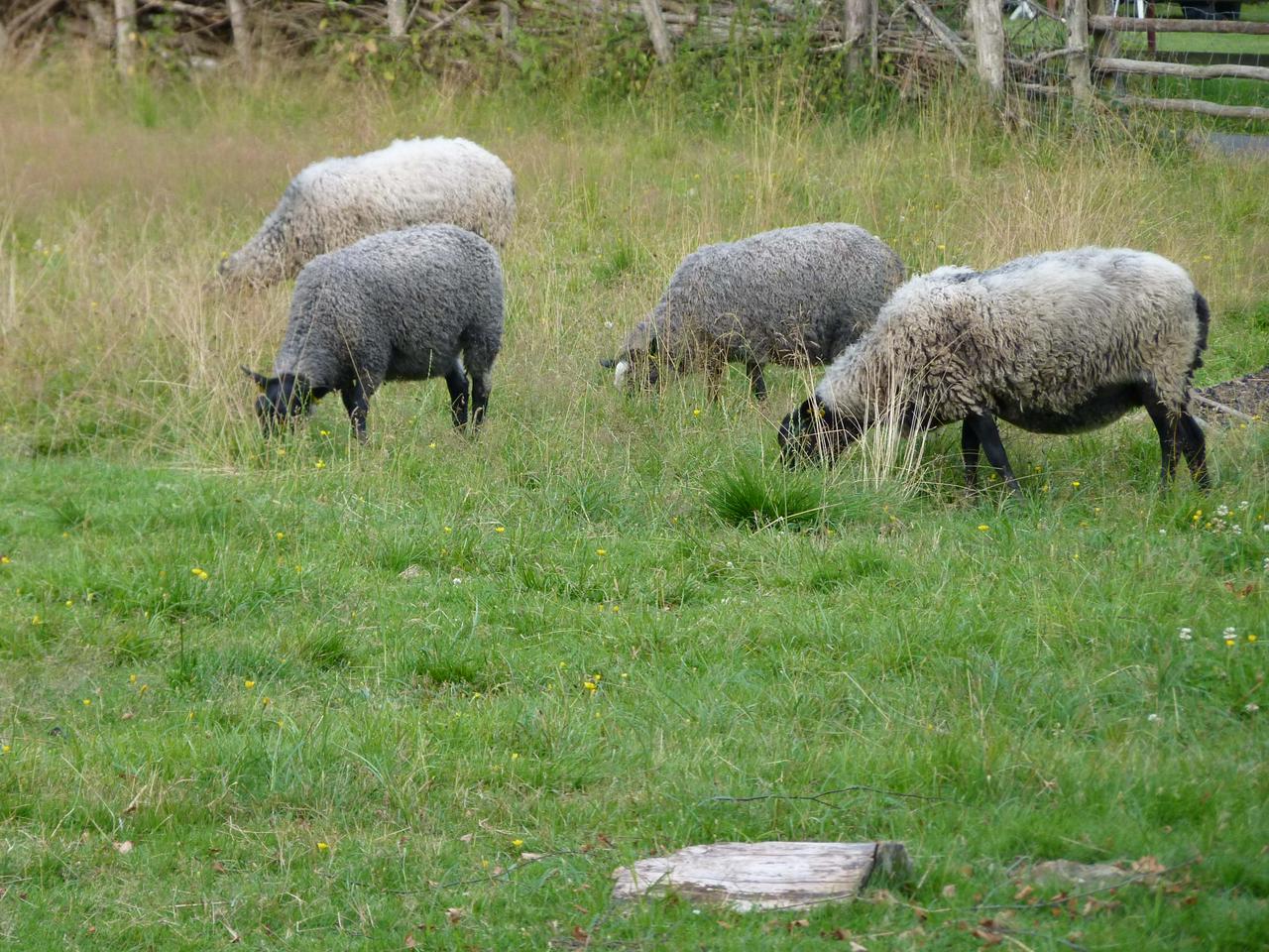 Bronze Age farm replica