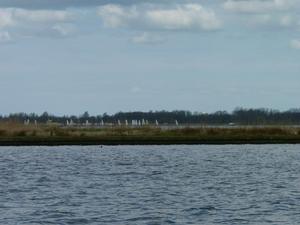 Competition sailing at Sneekermeer