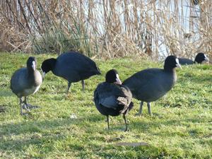 Coots on high alert