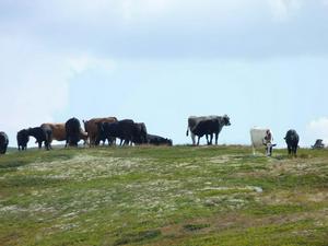 Cows on Peer Gyntveggen