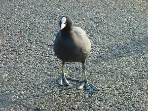 Curious Coot the 2nd of Terherne, of Oranje Nassau of the Royal Kingdom of the Netherlands